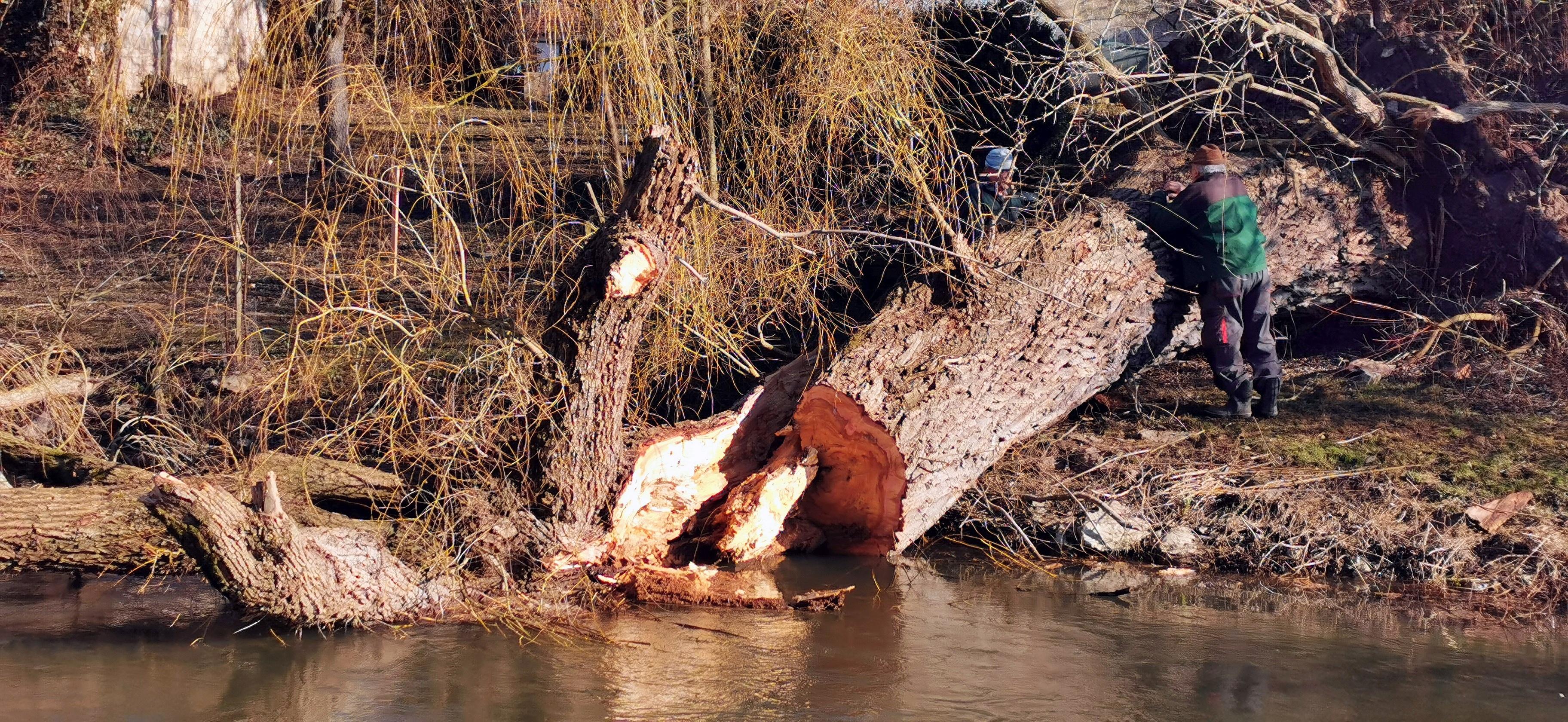 Eine der alten Weiden im Treuchtlinger Ortsteil Bubenheim hat im Februar unter der Schneelast nachgegeben und ist quer über den Fluss gestürzt. Nun machten sich Stadtbauhof, Wasserwirtschaftsamt und Bürger gemeinsam ans Aufräumen.
