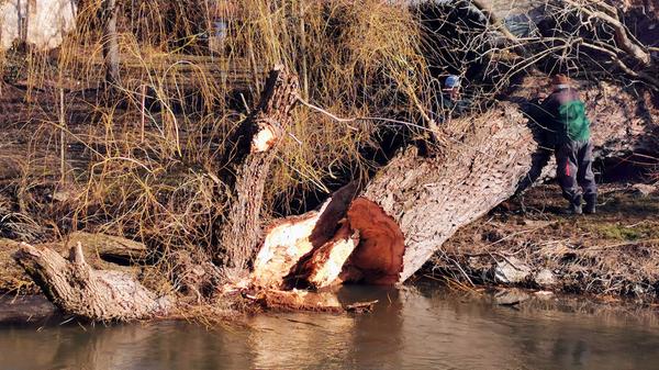 Eine der alten Weiden im Treuchtlinger Ortsteil Bubenheim hat im Februar unter der Schneelast nachgegeben und ist quer über den Fluss gestürzt. Nun machten sich Stadtbauhof, Wasserwirtschaftsamt und Bürger gemeinsam ans Aufräumen.