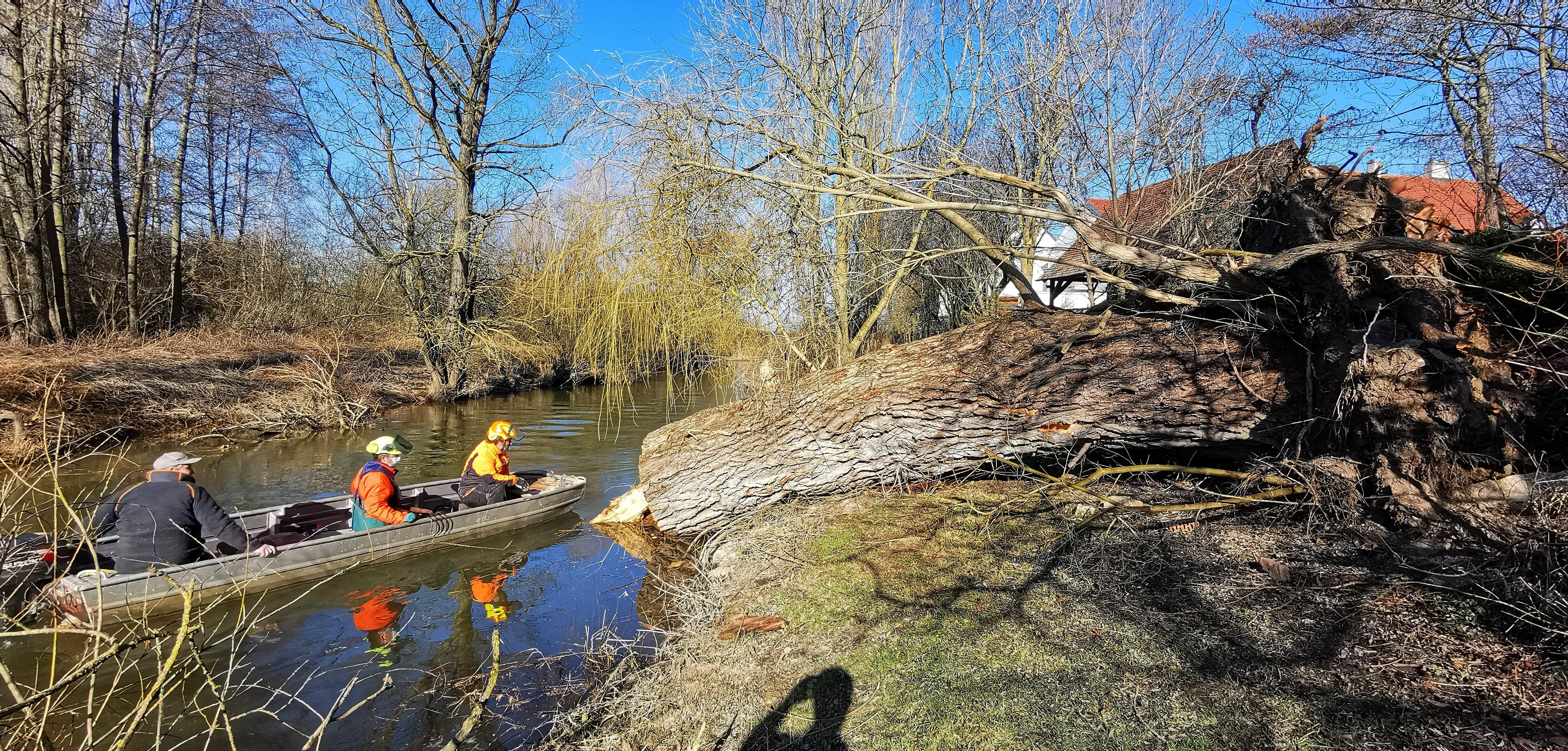Fällung Weide Altmühl Bubenheim