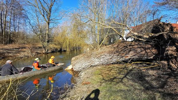 Fällung Weide Altmühl Bubenheim