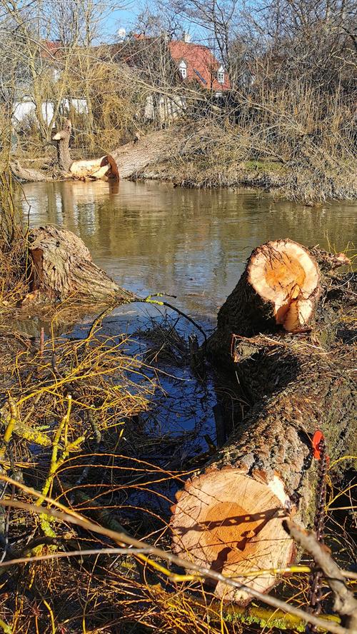 Eine der alten Weiden im Treuchtlinger Ortsteil Bubenheim hat im Februar unter der Schneelast nachgegeben und ist quer über den Fluss gestürzt. Nun machten sich Stadtbauhof, Wasserwirtschaftsamt und Bürger gemeinsam ans Aufräumen.