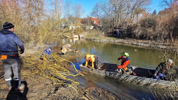 Eine der alten Weiden im Treuchtlinger Ortsteil Bubenheim hat im Februar unter der Schneelast nachgegeben und ist quer über den Fluss gestürzt. Nun machten sich Stadtbauhof, Wasserwirtschaftsamt und Bürger gemeinsam ans Aufräumen.
