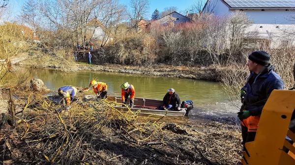 Eine der alten Weiden im Treuchtlinger Ortsteil Bubenheim hat im Februar unter der Schneelast nachgegeben und ist quer über den Fluss gestürzt. Nun machten sich Stadtbauhof, Wasserwirtschaftsamt und Bürger gemeinsam ans Aufräumen.