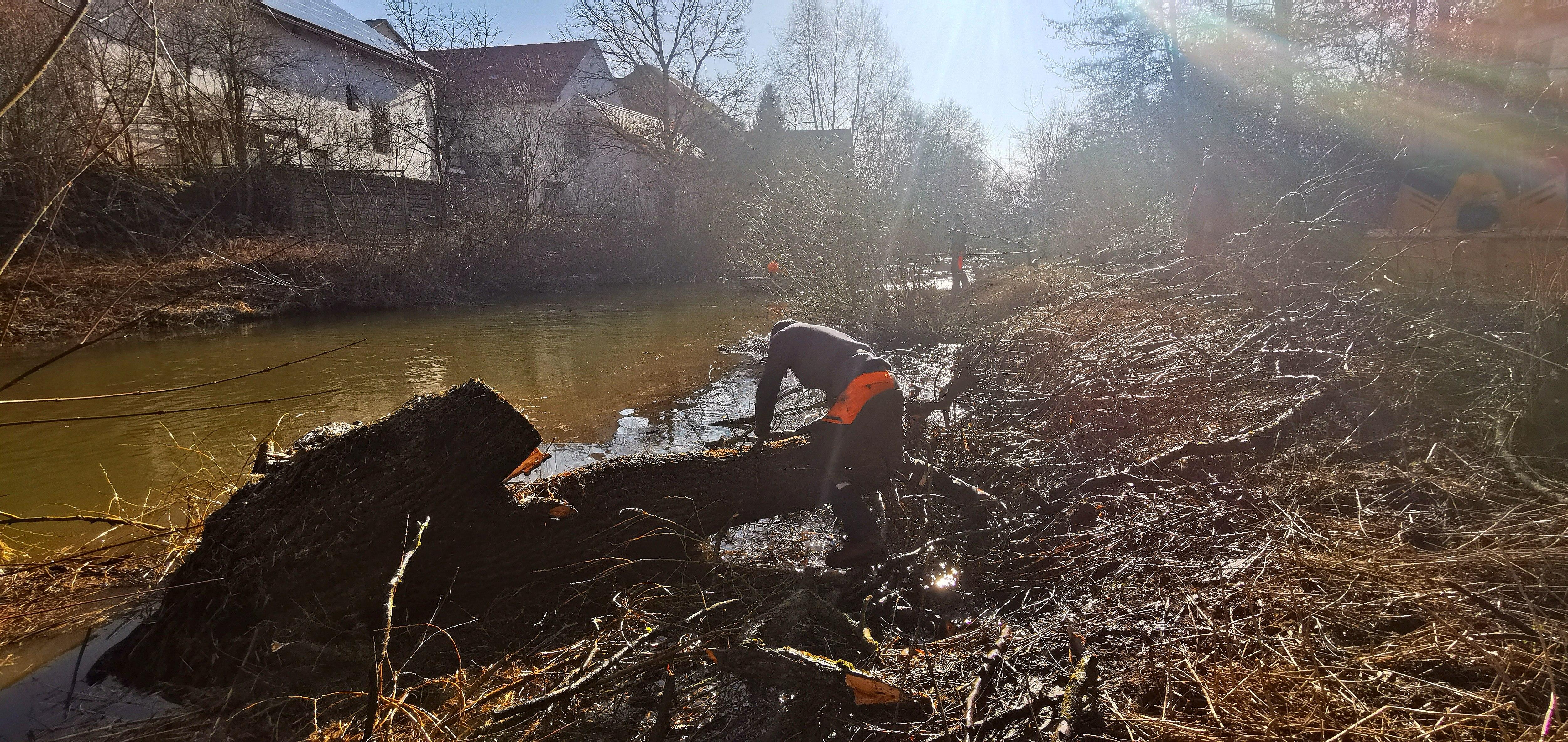 Eine der alten Weiden im Treuchtlinger Ortsteil Bubenheim hat im Februar unter der Schneelast nachgegeben und ist quer über den Fluss gestürzt. Nun machten sich Stadtbauhof, Wasserwirtschaftsamt und Bürger gemeinsam ans Aufräumen.