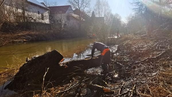 Eine der alten Weiden im Treuchtlinger Ortsteil Bubenheim hat im Februar unter der Schneelast nachgegeben und ist quer über den Fluss gestürzt. Nun machten sich Stadtbauhof, Wasserwirtschaftsamt und Bürger gemeinsam ans Aufräumen.