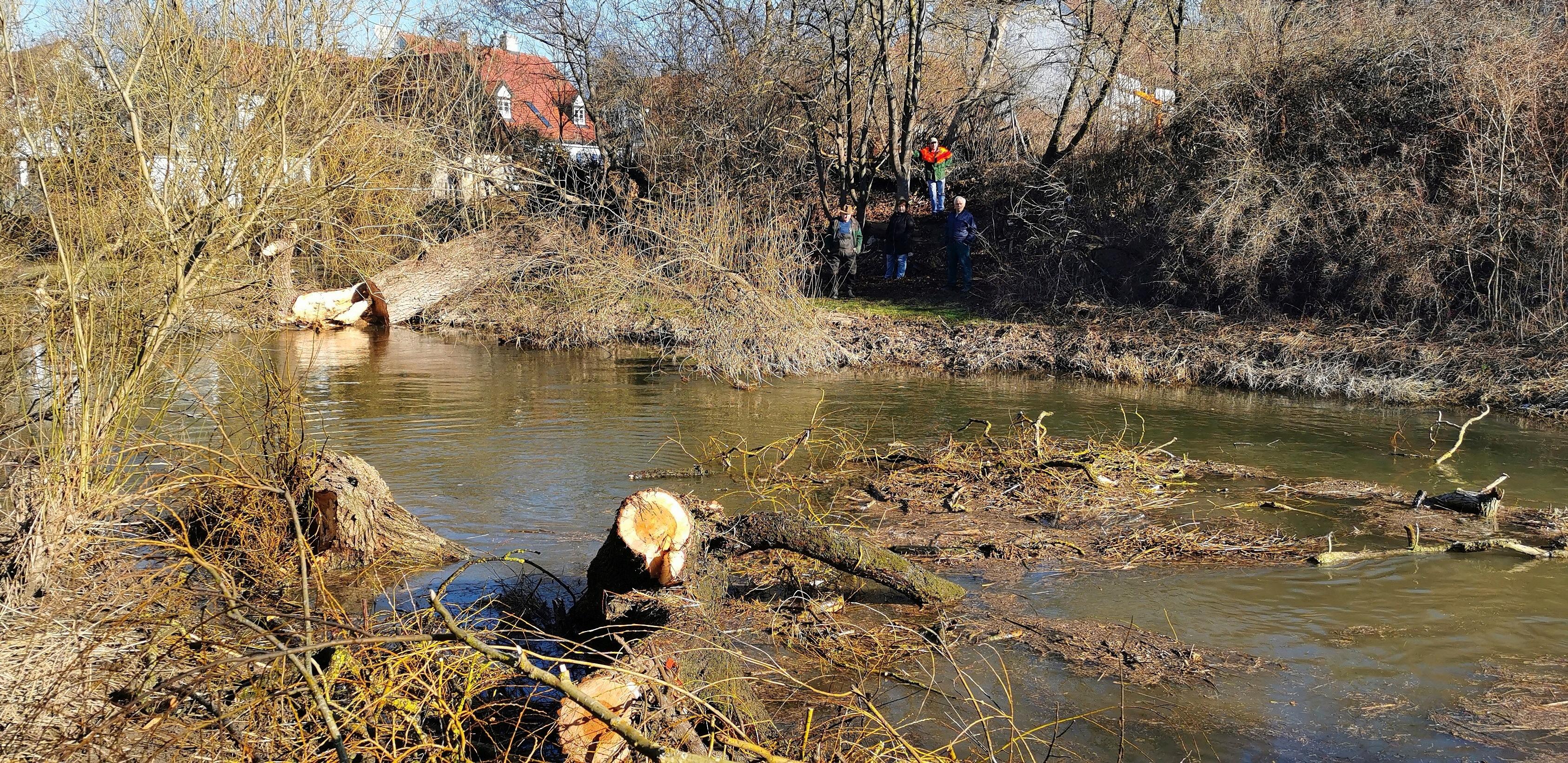 Eine der alten Weiden im Treuchtlinger Ortsteil Bubenheim hat im Februar unter der Schneelast nachgegeben und ist quer über den Fluss gestürzt. Nun machten sich Stadtbauhof, Wasserwirtschaftsamt und Bürger gemeinsam ans Aufräumen.