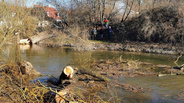 Eine der alten Weiden im Treuchtlinger Ortsteil Bubenheim hat im Februar unter der Schneelast nachgegeben und ist quer über den Fluss gestürzt. Nun machten sich Stadtbauhof, Wasserwirtschaftsamt und Bürger gemeinsam ans Aufräumen.