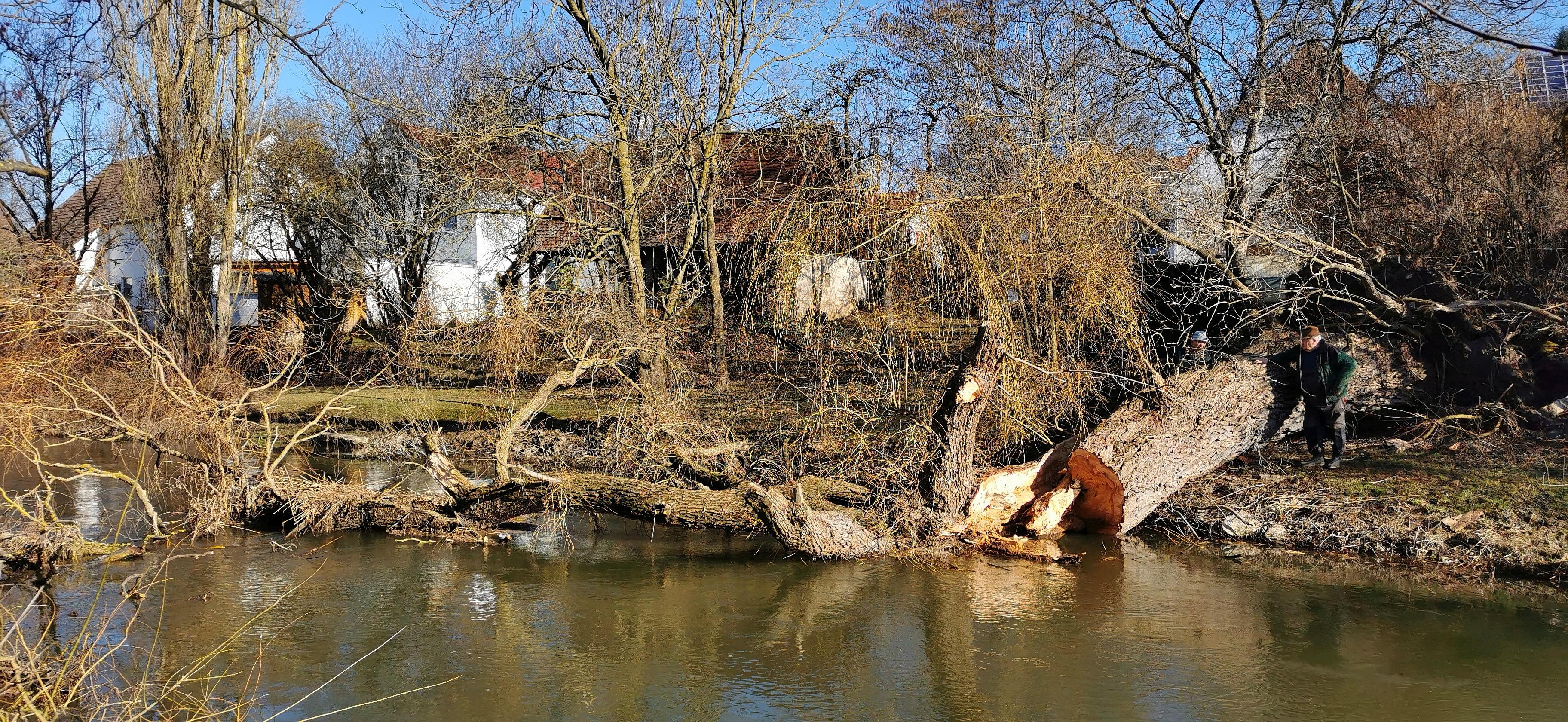 Eine der alten Weiden im Treuchtlinger Ortsteil Bubenheim hat im Februar unter der Schneelast nachgegeben und ist quer über den Fluss gestürzt. Nun machten sich Stadtbauhof, Wasserwirtschaftsamt und Bürger gemeinsam ans Aufräumen.