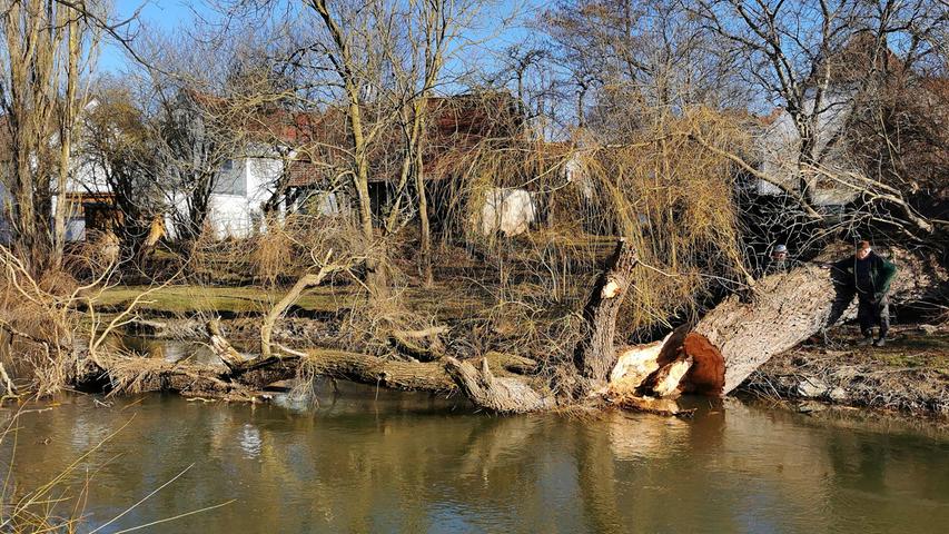 Eine der alten Weiden im Treuchtlinger Ortsteil Bubenheim hat im Februar unter der Schneelast nachgegeben und ist quer über den Fluss gestürzt. Nun machten sich Stadtbauhof, Wasserwirtschaftsamt und Bürger gemeinsam ans Aufräumen.