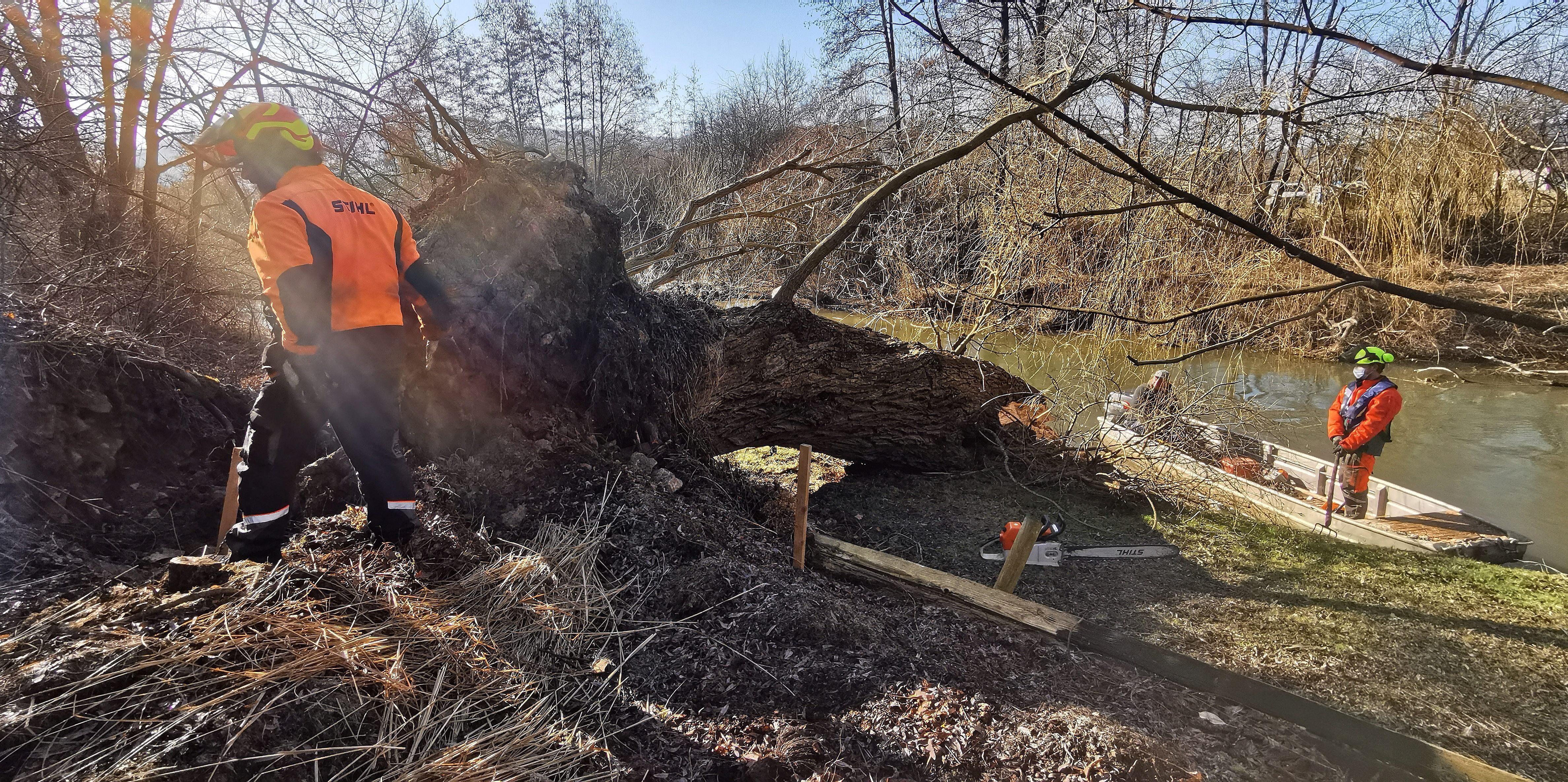 Eine der alten Weiden im Treuchtlinger Ortsteil Bubenheim hat im Februar unter der Schneelast nachgegeben und ist quer über den Fluss gestürzt. Nun machten sich Stadtbauhof, Wasserwirtschaftsamt und Bürger gemeinsam ans Aufräumen.