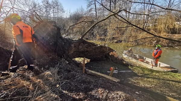 Eine der alten Weiden im Treuchtlinger Ortsteil Bubenheim hat im Februar unter der Schneelast nachgegeben und ist quer über den Fluss gestürzt. Nun machten sich Stadtbauhof, Wasserwirtschaftsamt und Bürger gemeinsam ans Aufräumen.