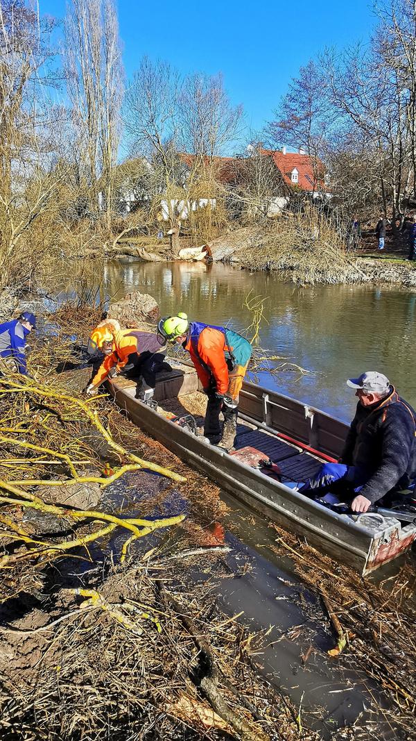 Eine der alten Weiden im Treuchtlinger Ortsteil Bubenheim hat im Februar unter der Schneelast nachgegeben und ist quer über den Fluss gestürzt. Nun machten sich Stadtbauhof, Wasserwirtschaftsamt und Bürger gemeinsam ans Aufräumen.
