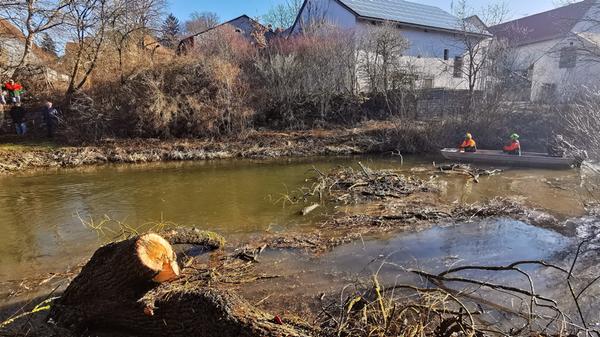 Eine der alten Weiden im Treuchtlinger Ortsteil Bubenheim hat im Februar unter der Schneelast nachgegeben und ist quer über den Fluss gestürzt. Nun machten sich Stadtbauhof, Wasserwirtschaftsamt und Bürger gemeinsam ans Aufräumen.