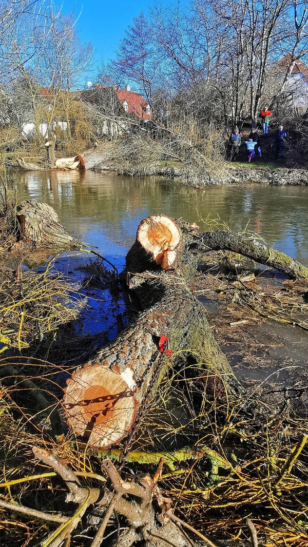 Eine der alten Weiden im Treuchtlinger Ortsteil Bubenheim hat im Februar unter der Schneelast nachgegeben und ist quer über den Fluss gestürzt. Nun machten sich Stadtbauhof, Wasserwirtschaftsamt und Bürger gemeinsam ans Aufräumen.