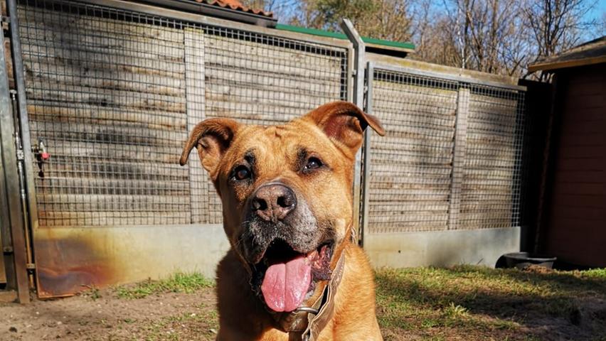 Der liebe ältere Boxer-Mischling musste ins Tierheim, weil sein Besitzer das Land verlassen musste. Nun wartet er auf seine zweite Chance. Charly ist zehn Jahre alt, lieb und verschmust. Er ist sehr folgsam und mag Hündinnen, Rüden eher nicht. Der schlaue Senior auf vier Pfoten kann sogar Türen öffnen. Draußen geht er gerne große gemütliche Runden an der Leine, da ihn ansonsten auch mal der Jagdtrieb packt. Im Garten spielt er gerne auch mal mit dem Ball. Alleine bleiben hat er gelernt, auch Auto fahren ist kein Problem. Was Charly nicht leiden kann, ist, wenn man an sein Futter geht. Für ihn sind größere Kinder kein Problem, aber sie sollten schon wissen, wann ein Hund seine Ruhe braucht.
Mehr Informationen gibt es beim Tierheim Nürnberg, Stadenstraße 90, 90491 Nürnberg, Telefon (0911) 919890.
Der liebe ältere Boxer-Mischling musste ins Tierheim, weil sein Besitzer das Land verlassen musste. Nun wartet er auf seine zweite Chance. Charly ist zehn Jahre alt, lieb und verschmust. Er ist sehr folgsam und mag Hündinnen, Rüden eher nicht. Der schlaue Senior auf vier Pfoten kann sogar Türen öffnen. Draußen geht er gerne große gemütliche Runden an der Leine, da ihn ansonsten auch mal der Jagdtrieb packt. Im Garten spielt er gerne auch mal mit dem Ball. Alleine bleiben hat er gelernt, auch Auto fahren ist kein Problem. Was Charly nicht leiden kann, ist, wenn man an sein Futter geht. Für ihn sind größere Kinder kein Problem, aber sie sollten schon wissen, wann ein Hund seine Ruhe braucht.
Mehr Informationen gibt es beim Tierheim Nürnberg, Stadenstraße 90, 90491 Nürnberg, Telefon (0911) 919890.