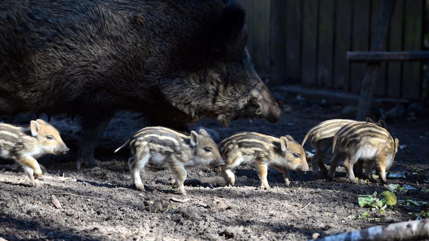 Acht Frischlinge! Putziger Wildschwein-Nachwuchs im Fürther Stadtwald