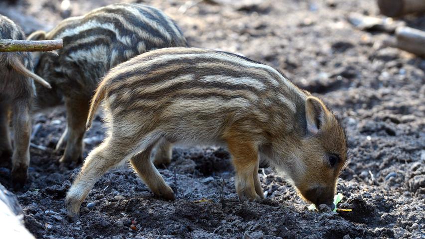 Acht Frischlinge! Putziger Wildschwein-Nachwuchs im Fürther Stadtwald