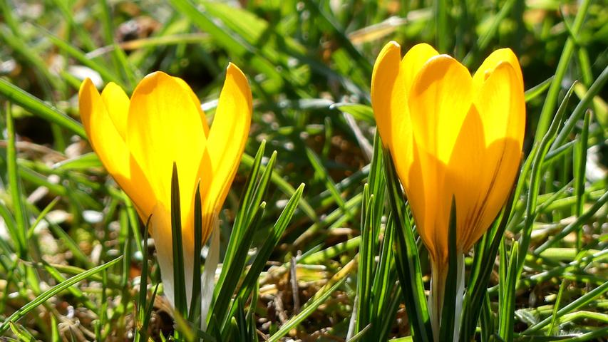 Es sprießt und blüht: Der Frühling erwacht in Altmühlfranken