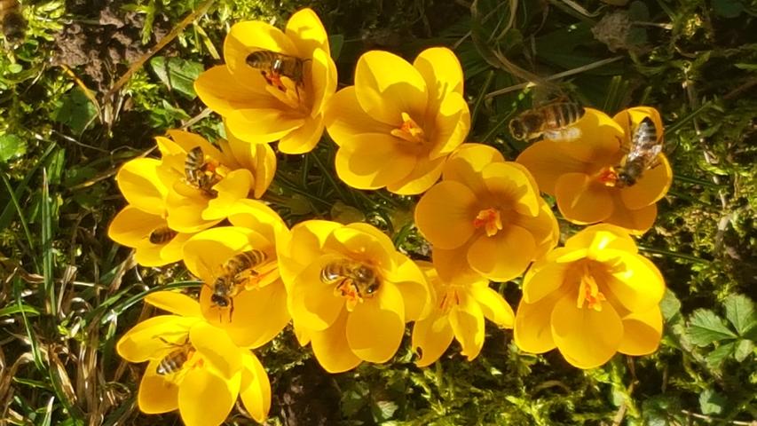 Ganz gierig sind die Bienen auf die ersten Blüten der Krokusse