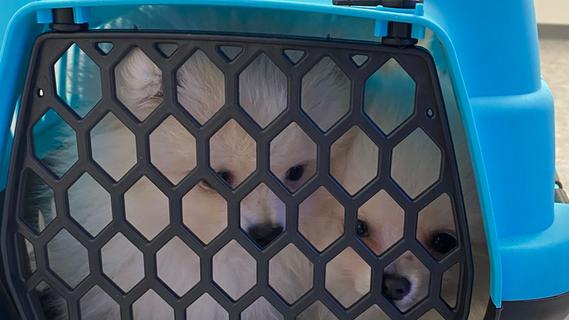 Die Welpen waren zu dritt in einer kleinen Tiertransportbox eingesperrt.
