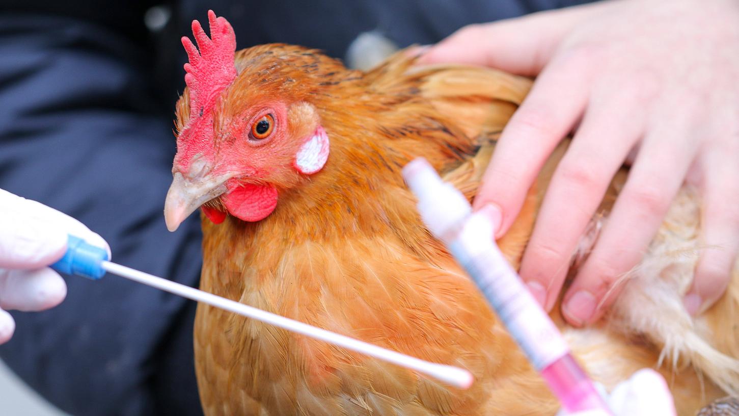 In bayerischen Risikogebieten für die Vogelgrippe soll eine Stallpflicht gelten.