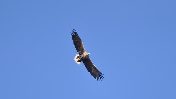 Ein Seeadler, mitten am Himmel über Poxdorf: Dieses Bild bot sich unlängst NN-Leserin Annelore Schneider. Der Altvogel war mit seeadlertypischen Flugbild - vorgestreckter Kopf und brettartige Flügel - zu sehen. Nach etwa 150 Jahren, in denen er in Bayern als ausgestorben galt, kommt der beeindruckende Seeadler seit 2016 auch wieder im Landkreis Erlangen-Höchstadt als Brutvogel vor. Bei ihm könnte sich um einen Vogel des Aischgründer Standpaares gehandelt haben, eventuell aber auch um einen revierlosen „Auswärtigen“. Fischadler, die als Zugvögel zweimal jährlich die Regnitzschiene als Zugvogelstraße benutzen, kann man immer wieder einmal beobachten – der Anblick des Seeadlers aber ist schon eine besondere Erscheinung.