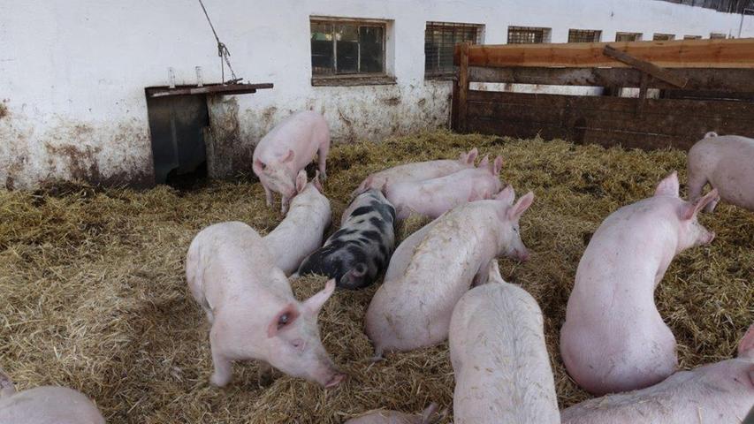 Die Schweine auf dem Landgut wachsen in ihren Familien auf und sind "Freigänger" zwischen Stall und Strohdecke im Freien. 