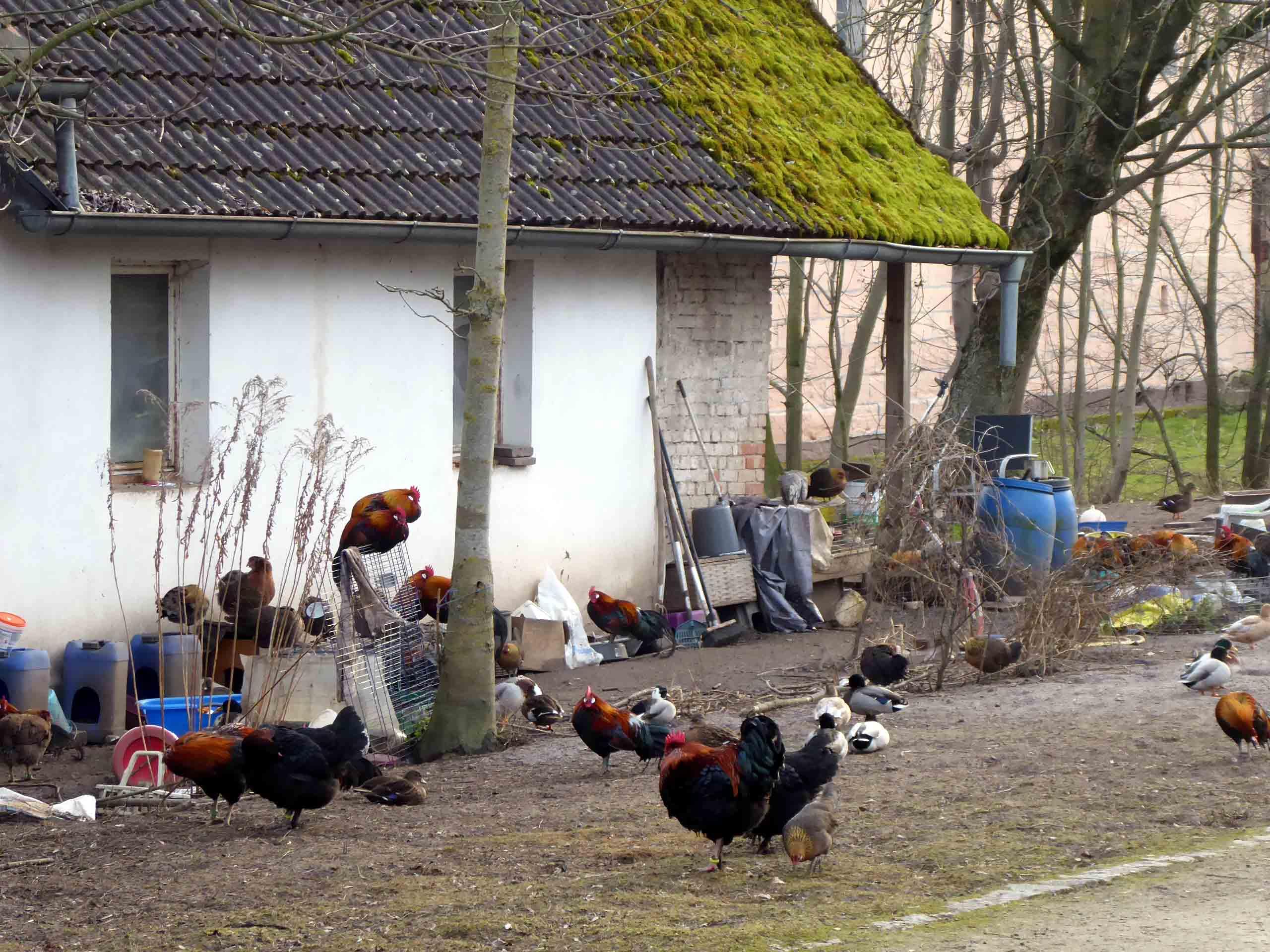 Geflügelpest: Stallpflicht im Landkreis Neustadt/Aisch-Bad Windsheim angeordnet Geflügelpest: Stallpflicht im Landkreis Neustadt/Aisch-Bad Windsheim angeordnet