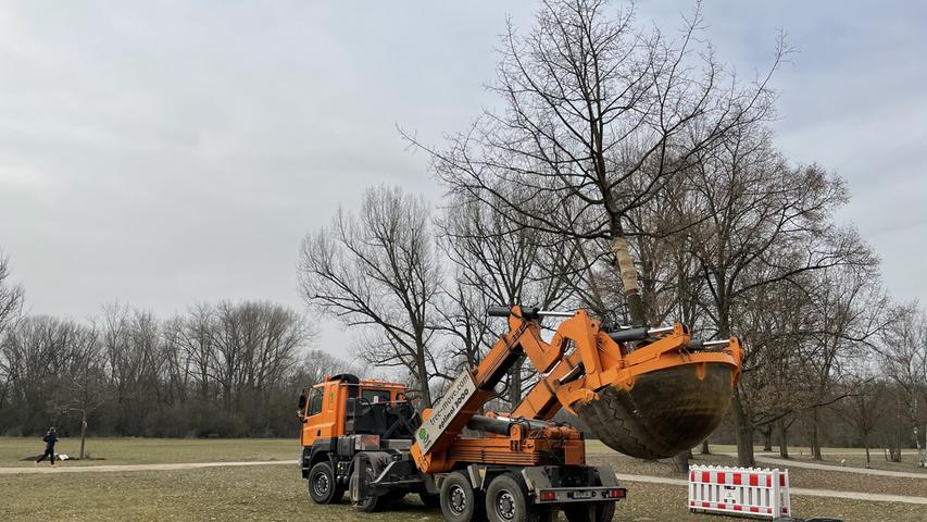 Neues Zuhause: Die großen neuen Bäume kommen bei den Spaziergängern im Volkspark Marienberg gut an.