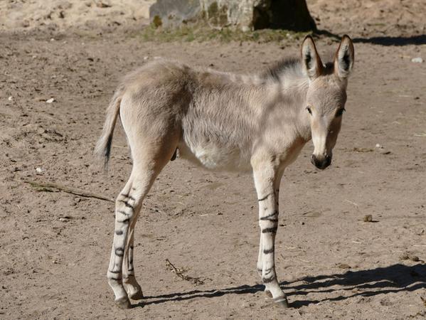 Neu im Tiergarten: Im Februar gab es Nachwuchs bei den Somali-Wildeseln.
Neu im Tiergarten: Im Februar gab es Nachwuchs bei den Somali-Wildeseln.