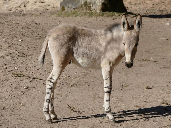 Neu im Tiergarten: Im Februar gab es Nachwuchs bei den Somali-Wildeseln.