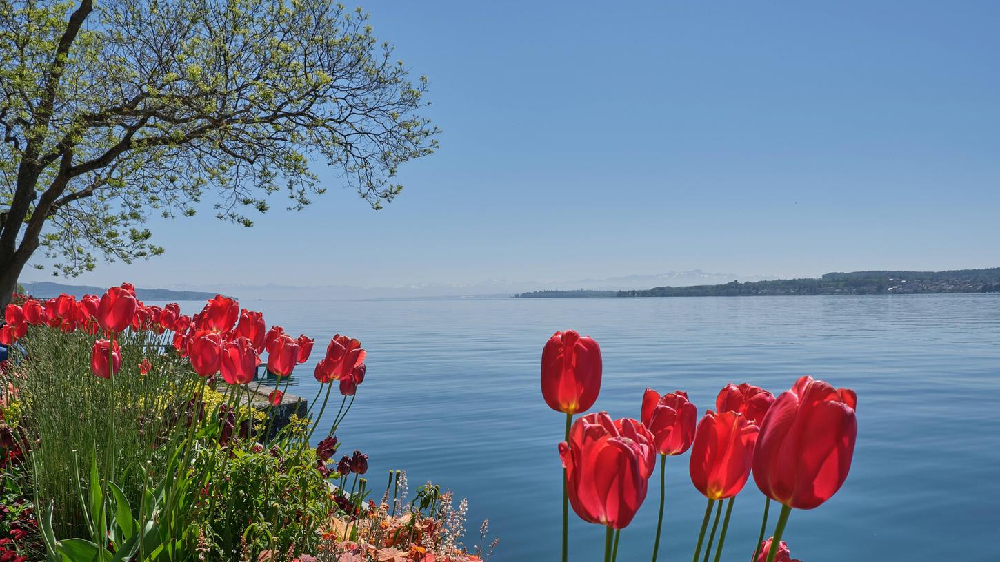 Tulpen blühen bei Überlingen am Bodensee - mit etwas Glück könnte ein Osterurlaub möglich sein.