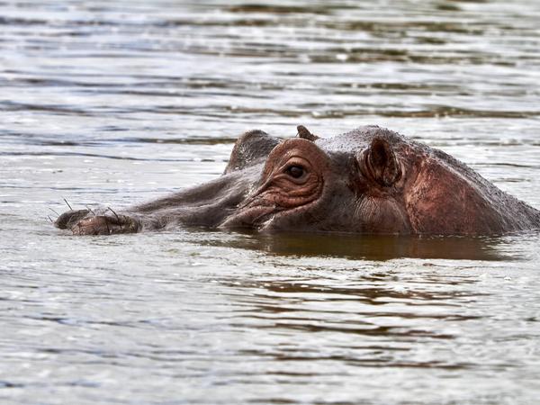 Flusspferd in Uganda.
Flusspferd in Uganda.