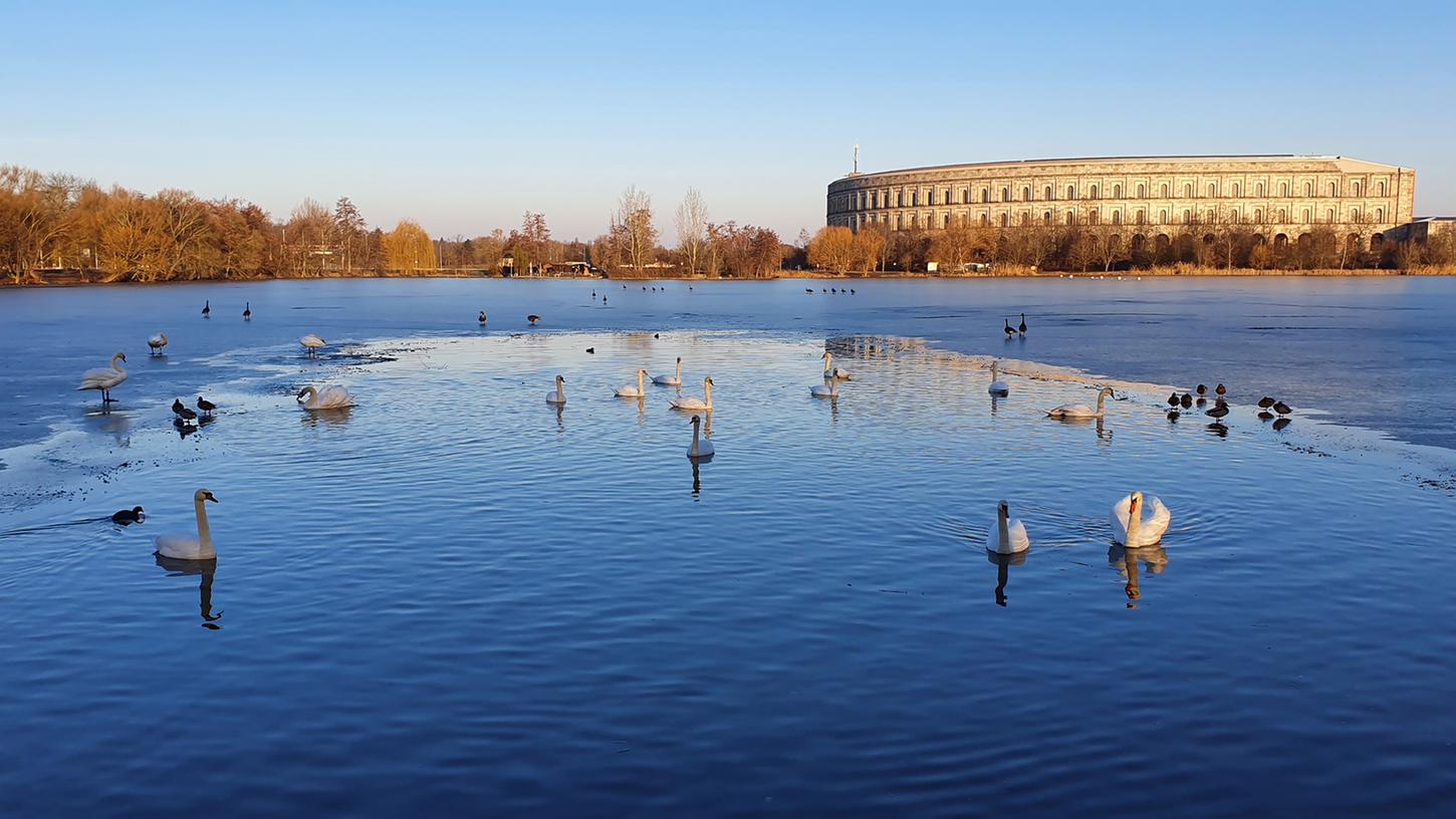 Wasservögel schwimmen im Dutzendteich: Die Stadt verbietet das Füttern von Gänsen, Schwänen und Enten aus Vorsorge gegen die im Umland aufgetretene Geflügelpest.