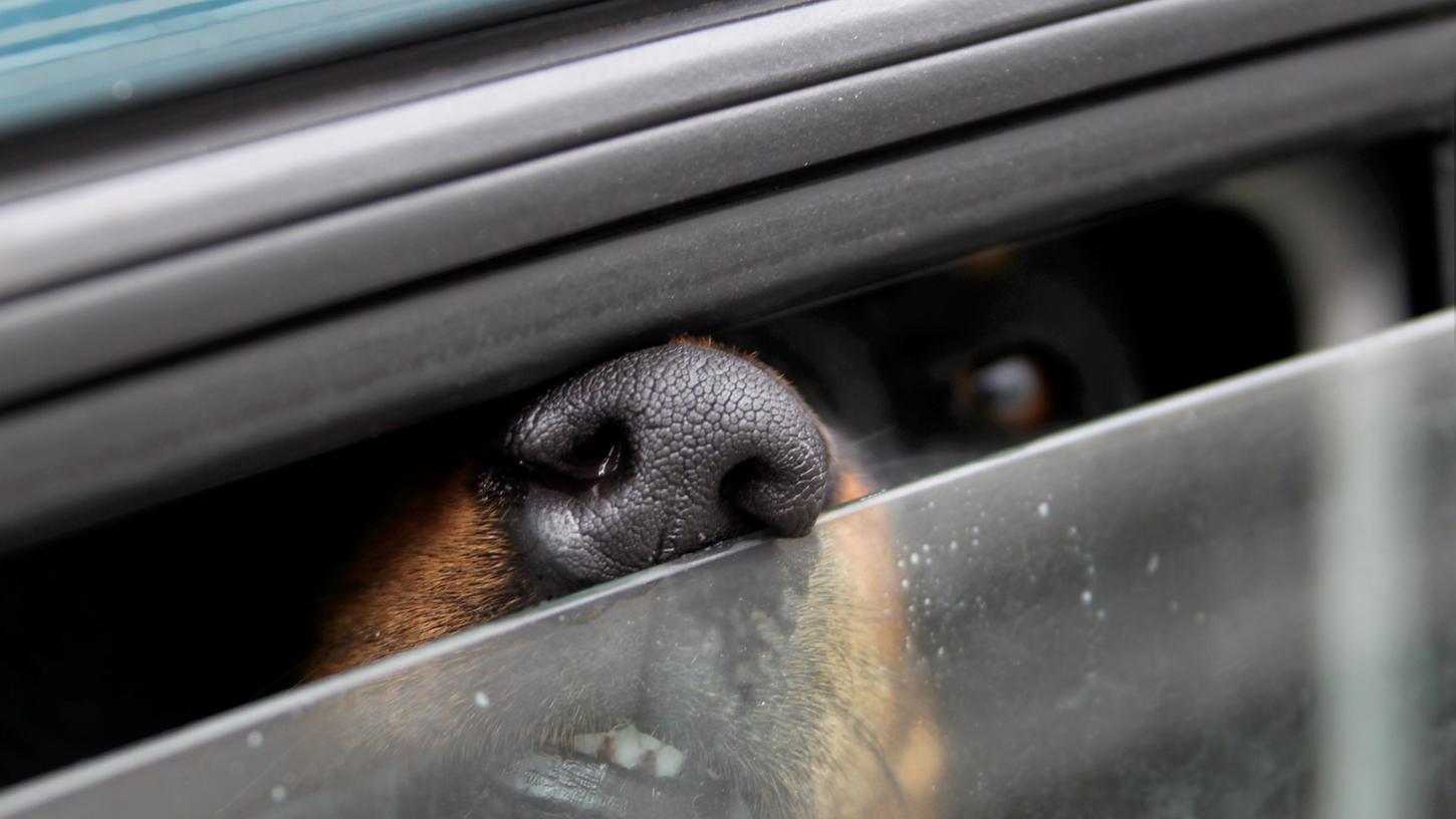 Polizisten knacken Auto und befreien Hund Polizisten knacken Auto und befreien Hund
