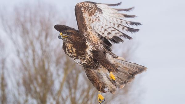 Vögel werden im Nabu-Artenschutzentrum aufgepäppelt