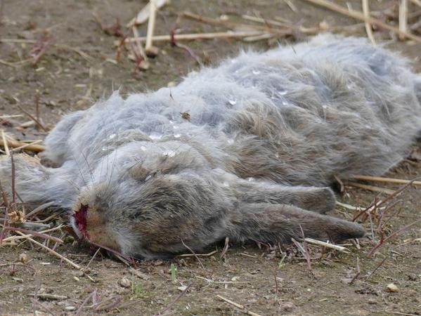 Brutaler Sadist tötete mehrere Kleintiere in Pleinfeld