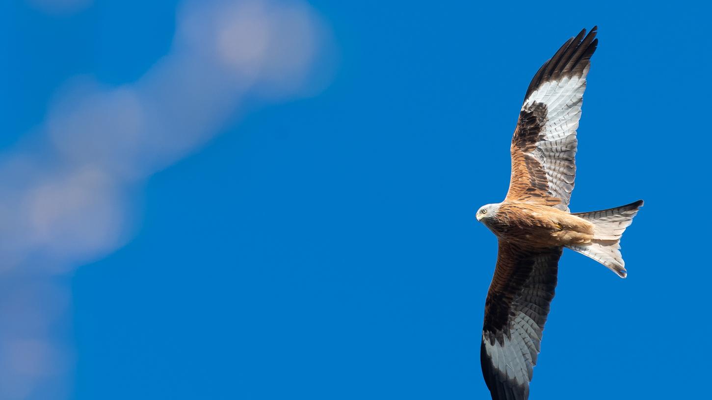 Der Rotmilan gehört zu den geschützten Arten, dennoch werden immer wieder Exemplare dieses Greifvogels getötet. Meistens mit Gift, doch nun verendete ein im Raum München gefundener Vogel an den Folgen einer von Schrotkugeln hervorgerufenen Verletzung.