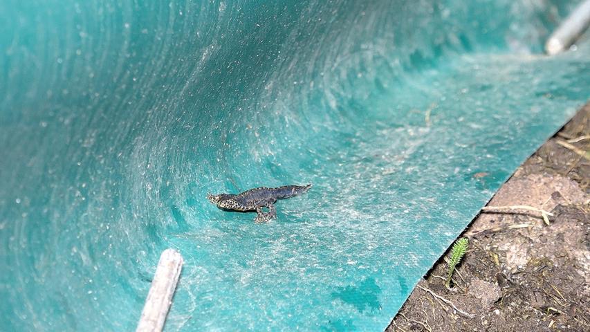 Die Krötenwanderung: Gefährliche Zeit für Amphibien