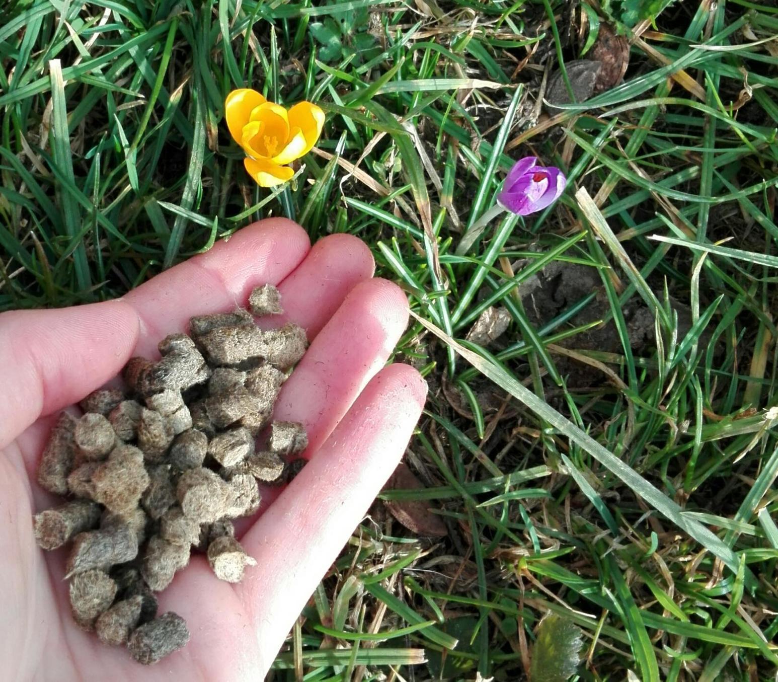 Naturlandbauer aus Hagenbach setzt Dünger aus Schafwolle ein