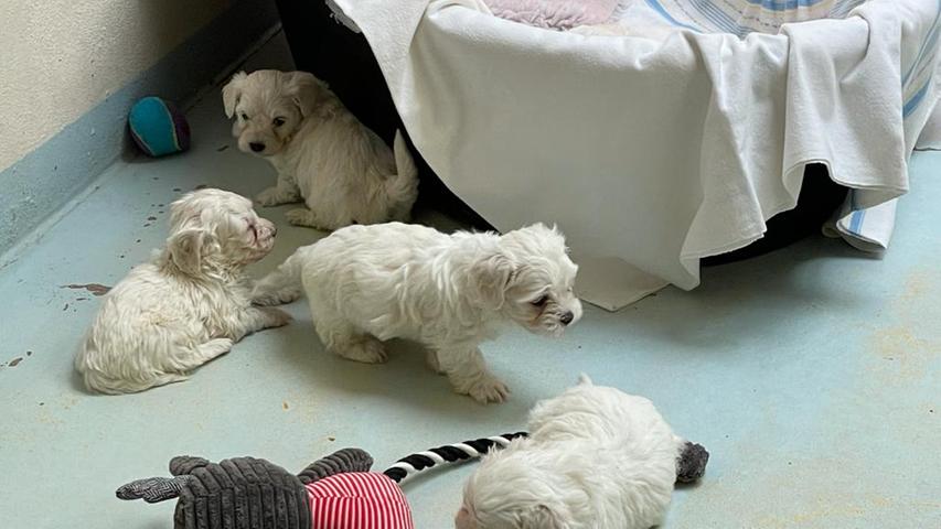 illegale welpen welle der hilfsbereitschaft erreicht nurnberger tierheim nurnberg nordbayern de