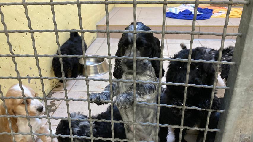 101 Hundewelpen: Illegaler Tiertransport in Nürnberg abgefangen