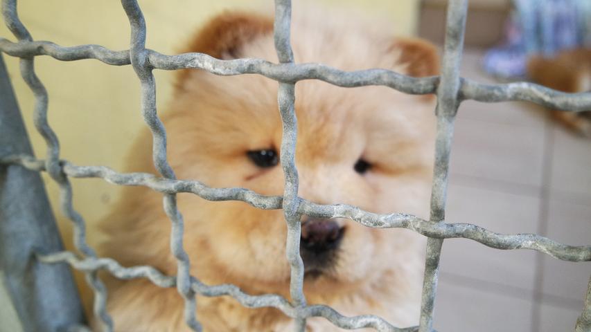 101 Hundewelpen: Illegaler Tiertransport in Nürnberg abgefangen