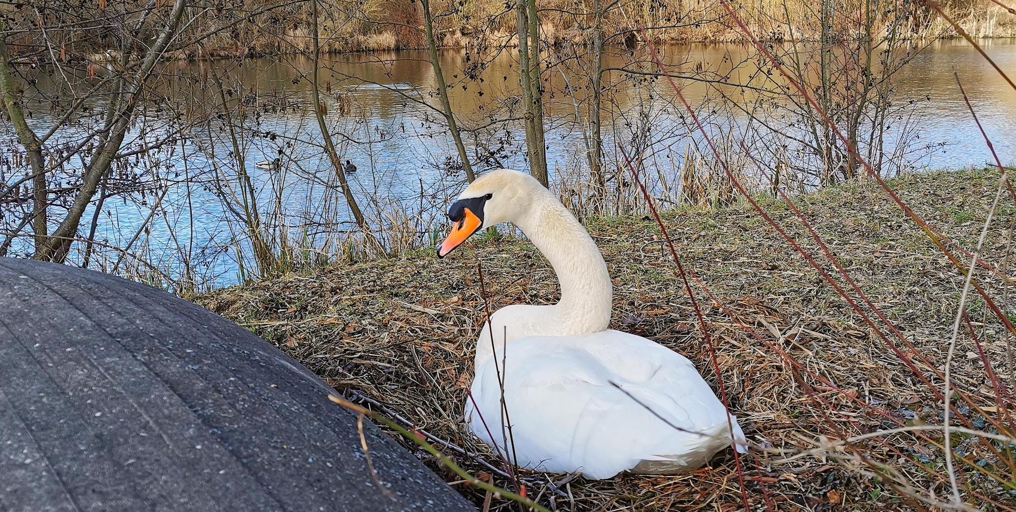 Schwan Kurpark Treuchtlingen