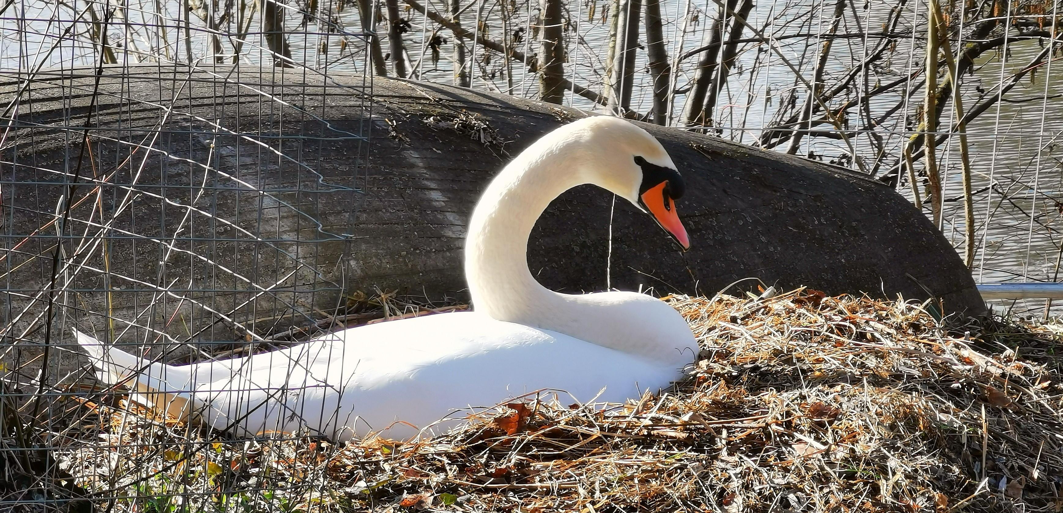 Schwäne Kurpark Treuchtlingen