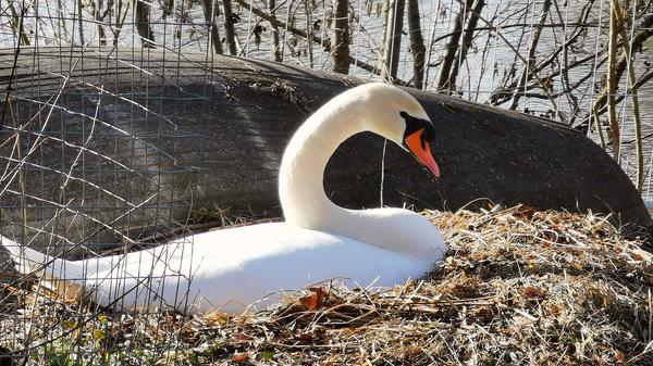 Schwäne Kurpark Treuchtlingen