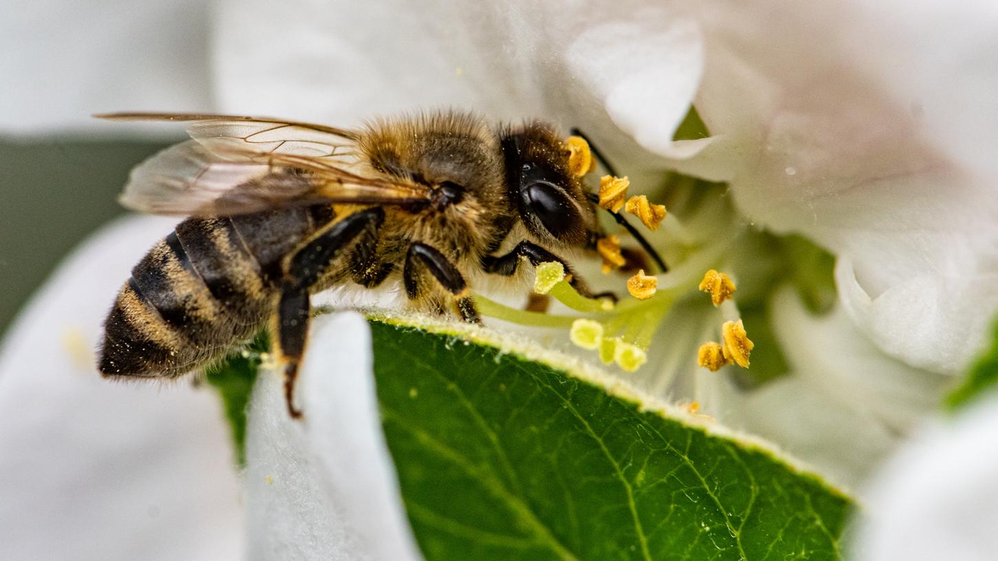 Bisher glaubten die Bienenforscher, dass die Bienen den Weg zu attraktiven Futterplätzen vor allem durch den Schwänzeltanz finden. Eine Biene, die das Ziel bereits kennt, tanzt dafür im Bienenstock so, dass der Winkel zur Sonne, mit denen ihre Artgenossinnen ausfliegen müssen, vorgegeben wird. Laut Bienenforscher Jürgen Tautz gibt der Schwänzeltanz allerdings nur die grobe Richtung vor. 