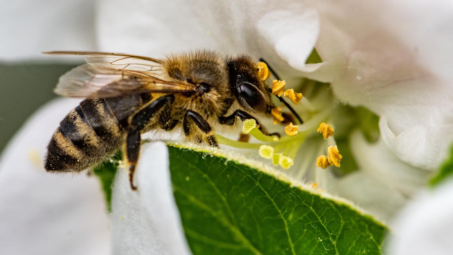 Bisher glaubten die Bienenforscher, dass die Bienen den Weg zu attraktiven Futterplätzen vor allem durch den Schwänzeltanz finden. Eine Biene, die das Ziel bereits kennt, tanzt dafür im Bienenstock so, dass der Winkel zur Sonne, mit denen ihre Artgenossinnen ausfliegen müssen, vorgegeben wird. Laut Bienenforscher Jürgen Tautz gibt der Schwänzeltanz allerdings nur die grobe Richtung vor. Bisher glaubten die Bienenforscher, dass die Bienen den Weg zu attraktiven Futterplätzen vor allem durch den Schwänzeltanz finden. Eine Biene, die das Ziel bereits kennt, tanzt dafür im Bienenstock so, dass der Winkel zur Sonne, mit denen ihre Artgenossinnen ausfliegen müssen, vorgegeben wird. Laut Bienenforscher Jürgen Tautz gibt der Schwänzeltanz allerdings nur die grobe Richtung vor.