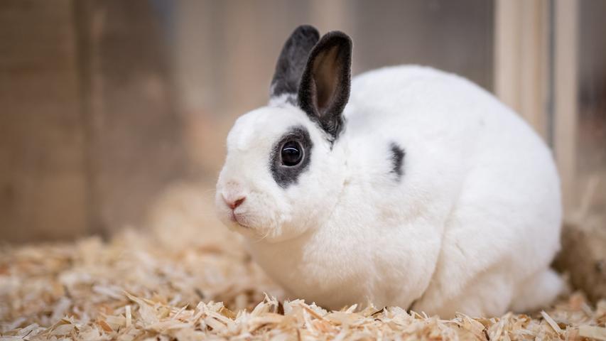 Friedrich ist rund eineinhalb Jahre alt. Das kastrierte Zwergkaninchen sucht – wie einige andere langohrige Gefährten im Tierheim – noch die Kaninchenfrau fürs Leben.
Mehr Informationen gibt es beim Tierheim Nürnberg, Stadenstraße 90, 90491 Nürnberg, Telefon (0911) 919890.
Friedrich ist rund eineinhalb Jahre alt. Das kastrierte Zwergkaninchen sucht – wie einige andere langohrige Gefährten im Tierheim – noch die Kaninchenfrau fürs Leben.
Mehr Informationen gibt es beim Tierheim Nürnberg, Stadenstraße 90, 90491 Nürnberg, Telefon (0911) 919890.