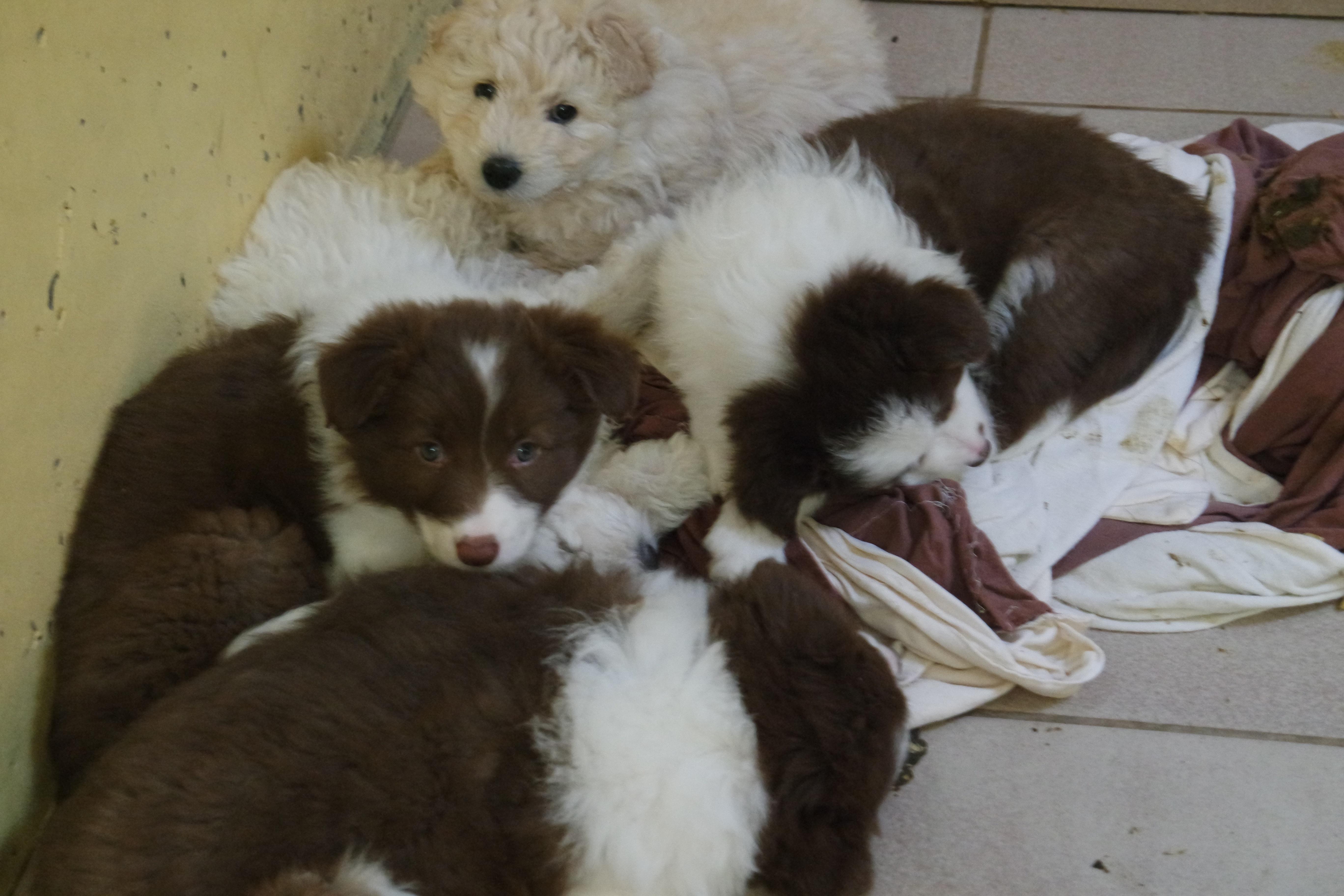 drama um 101 illegale welpen nurnbergs tierheim am limit nurnberg nordbayern de